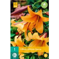 Cvetlična žarnica Lilija Afriška kraljica 1 kos JUB