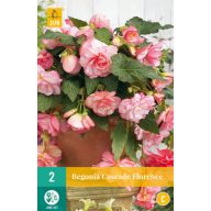 Čebulice Begonia Cascade Florence 2 kosa JUB