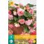 Čebulice Begonia Cascade Florence 2 kosa JUB