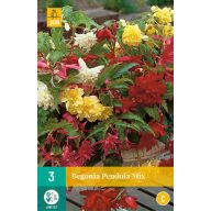 Cvetna čebulica Begonia Pendula Mix 3 kosi JUB