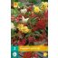 Cvetna čebulica Begonia Pendula Mix 3 kosi JUB