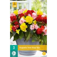 Čebulice Begonia Non Stop Mix 3 kosi JUB