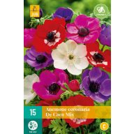 Cvetoča čebulica Anemone Cor. De Caen Mix 15 kosov JUB