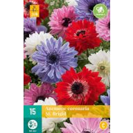 Cvetoča čebulica Anemone Cor. Brigita 15 kosov JUB