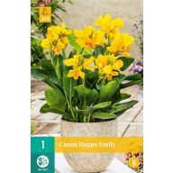 Cvetna čebulica Canna (Sol) Happy Emily 1 kos JUB