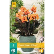 Cvetna čebulica Canna (Sol) Happy Wilma 1 kos JUB