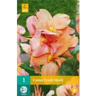 Cvetna čebulica Canna Peach Blush 1 kos JUB