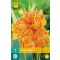 Cvetna čebulica Canna Picasso 1 kos JUB