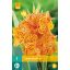 Cvetna čebulica Canna Picasso 1 kos JUB