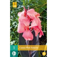 Cvetna čebulica Canna Pink Futurity 1 kos JUB