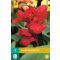 Cvetna čebulica Canna Red Dazzler 1 kos JUB