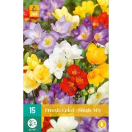   Cvetlične čebulice Fresia Enkel/Jedno mešanica 15 kosov JUB