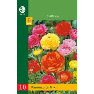 Čebulice metuljčka (Ranunculus) Mešanica 10 kosov JUB