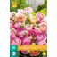 Čebulice metuljčka (Ranunculus) Pastelna mešanica 10 kosov JUB