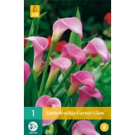 Cvetna čebulica Zantedeschia Garnet Glow 1 kos JUB