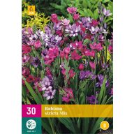 Čebulica Babiana stricta (korenina Babiana) 10 kosov JUB