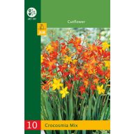 Čebulice Crocosmia Mix (Safflower) 20 kosov JUB