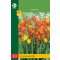 Čebulice Crocosmia Mix (Safflower) 20 kosov JUB