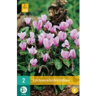 Cvetna čebulica Cyclamen Hederifolium 2 kosa JUB