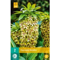 Čebulica Eucomis Bicolor (dolinska lilija) 2 kosa JUB