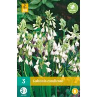 Čebulica Galtonia Candicans (Poletna hijacinta) 3 kosi JUB