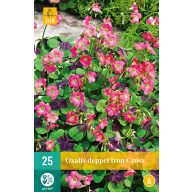   Čebulica Oxalis deppei Železni križ (štirilistna detelja) 25 kosov JUB