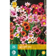 Čebulice Sparaxis Mix (Gypsy Flower) 25 kosov JUB