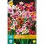 Čebulice Sparaxis Mix (Gypsy Flower) 25 kosov JUB