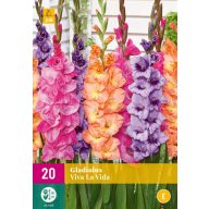 Čebulice Gladiolus Viva La Vida (Mečnik) 20 kosov JUB