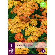 Trajnica Achillea terracotta (Navadni rman) 1 rastlina JUB
