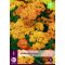 Trajnica Achillea terracotta (Navadni rman) 1 rastlina JUB