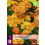 Trajnica Achillea terracotta (Navadni rman) 1 rastlina JUB