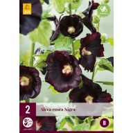 Trajnica Alcea Rosea Nigra (Raspberry Rosea) 2 kosa JUB