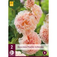   Trajnica Alcea Rosea Peaches 'n' Dreams (Raspberry Rose) 2 kosa JUB
