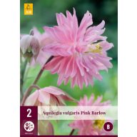   Trajnica Aquilegia Pink Barlow (Garden Bellflower) 2 kosa JUB