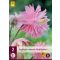 Trajnica Aquilegia Pink Barlow (Garden Bellflower) 2 kosa JUB