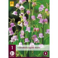   Trajna rastlina Convallaria majalis Rosea (lilija v dolini) 1 JUB