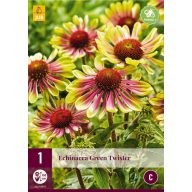 Trajnica Echinacea Green Twister 1 JUB
