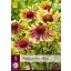Trajnica Echinacea Green Twister 1 JUB