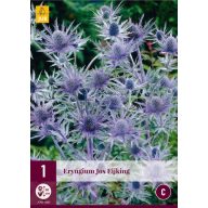 Trajnica Eryngium Jos Eijking (Iringos) 1 JUB