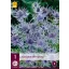 Trajnica Eryngium Jos Eijking (Iringos) 1 JUB