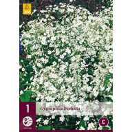 Trajnica Gyipsophila Perfecta (Večni cvet) 1 kos JUB