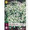 Trajnica Gyipsophila Perfecta (Večni cvet) 1 kos JUB