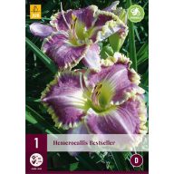 Trajnica Hemerocallis Bestseller (Mantis Lily) 1 JUB