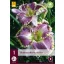 Trajnica Hemerocallis Bestseller (Mantis Lily) 1 JUB