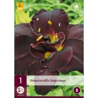 Trajnica Hemerocallis Bogeyman (Mantis Lily) 1 JUB
