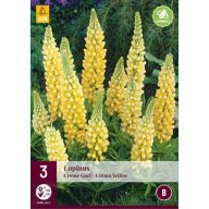   Trajnica Lupinus Creme Geel/Creme Yellow (zvezdasta cvetlica) 3 kos JUB
