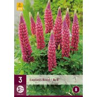 Večletni volčji bob (Lupinus Rood/Red) 3 kosi JUB