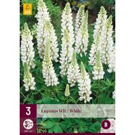 Trajnica Lupinus Wit/White (Star Lupinus) 3 kosi JUB