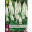 Trajnica Lupinus Wit/White (Star Lupinus) 3 kosi JUB